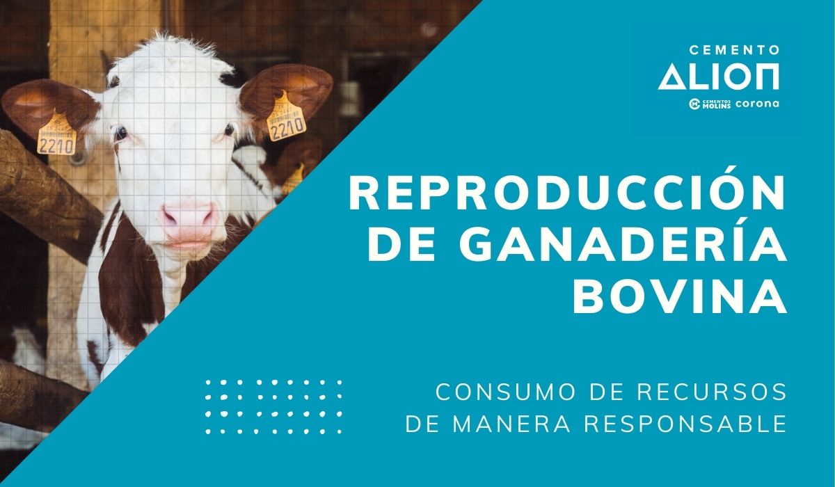 Reproducción de ganadería bovina - Consumo de recursos de manera responsable